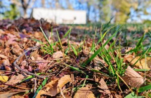 So pflegen Sie Ihren Rasen: Laub harken und andere Aufgaben im Herbst, bevor der Winter kommt