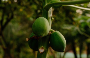 Die Klimakrise vertreibt zunächst indigene Völker