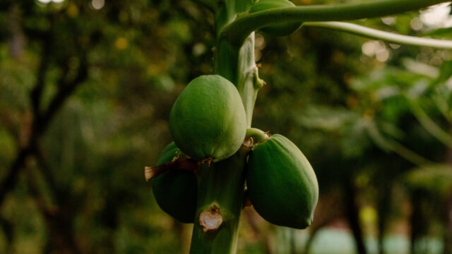 growing-papaya-trees-hor-1280x719.jpg
