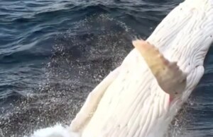 Unglaublicher Moment, in dem ein ganz weißer Albino-Buckelwal aus dem Wasser springt – eine äußerst seltene Drohnensichtung des echten Moby Dick